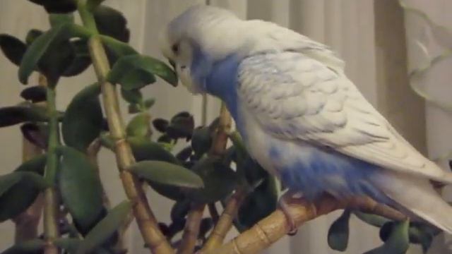 Говорящий попугай Васька - первые фразы, отличное настроение. смотреть онлайн