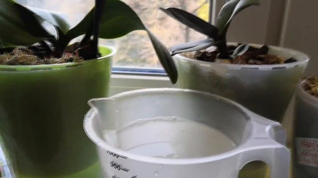 Смена игрока в применении коктейля из янтарной и борной кислоты!Чем и как поливаю Пафы и др. экзоты смотреть онлайн
