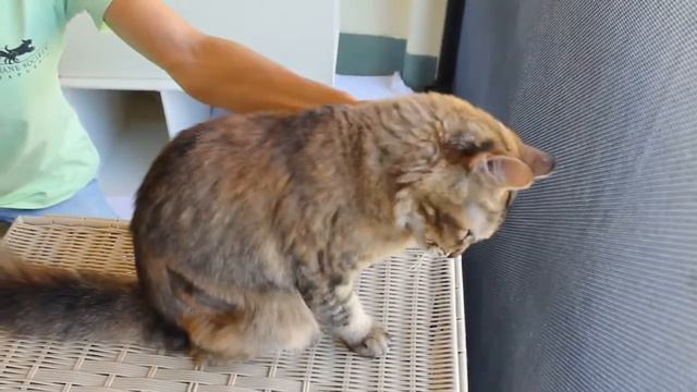 Girl Training To Cat Breading At Home смотреть онлайн