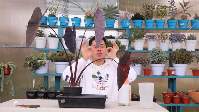 SECRETOS PARA CUIDAR UNA COLOCASIA BLACK MAGIC || PLANTA DE INTERIOR смотреть онлайн