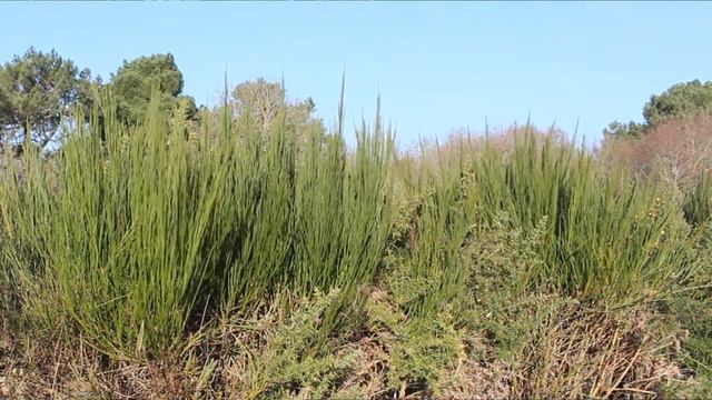 Ces plantes qui n'ont pas besoin de feuilles ! смотреть онлайн