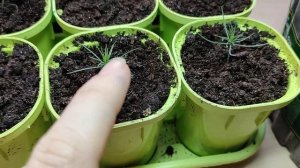 Как вырастить сосну, ёлку, тую, листвнницу из семян. Мой опыт. Хвойные из семян.