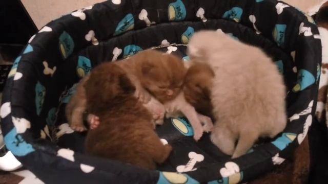 Британские шоколадные и лиловые котята, 9 дней от роду и наши взрослые кошки смотреть онлайн