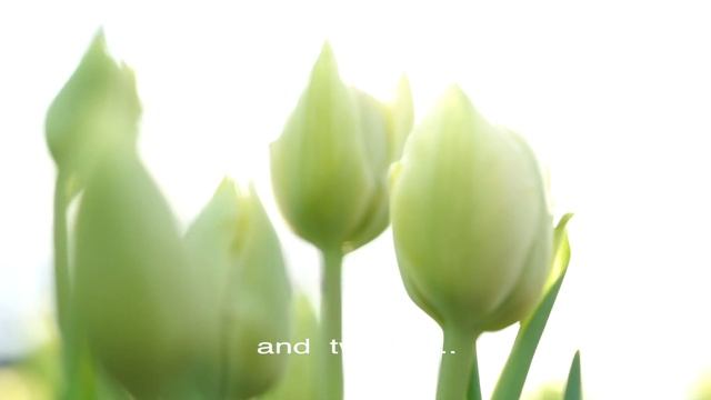 VERONA Tulipa (теплица Лаврики, выращиваем тюльпаны!)