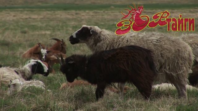 Дикая Монголия. Часть 3  Wild Mongolia. Part 3