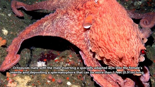 Giant Octopus Facts: the BIGGEST OCTOPUS ? Animal Fact Files смотреть онлайн