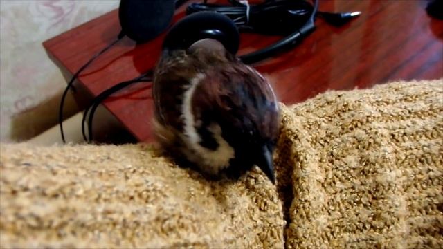 Самый милый домашний воробей. смотреть онлайн