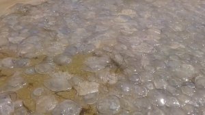 НАШЕСТВИЕ МЕДУЗ В АЗОВСКОМ МОРЕ!