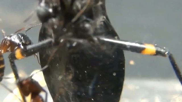 Assassin Bug vs Scorpion vs Ants - Who Wins? [Epic Bug Battle Royal] [High Definition] смотреть онлайн