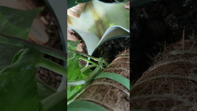 scindapsus treubii forma oscura смотреть онлайн