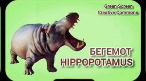 Бегемот видео Green Screen футаж. Хромакей анимация на зелёном фоне Green Screen.