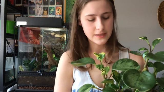 FOLIAGE FRIDAY | How I Care for Peperomia obtusifolia 'Variegata' (Baby Rubber Plant) смотреть онлайн