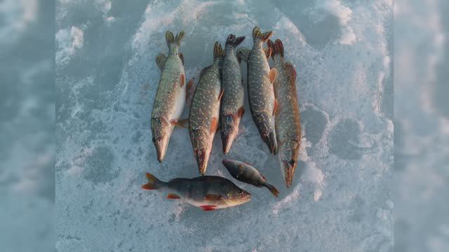 Последний лёд (3) Солнце светит - тает лёд!