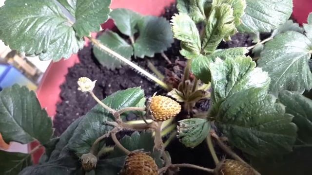 #садоваяземляникадома Садовая земляника Елизавета 2 на подоконнике. смотреть онлайн