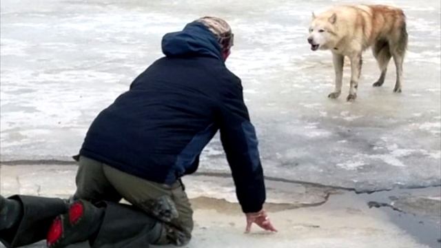 Собака плакала от страха и холода. То, что сделал этот парень, заставляет плакать!