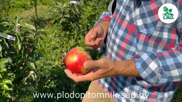 Яблоня колоновидная АНТЕЙ КИЕВСКИЙ. смотреть онлайн