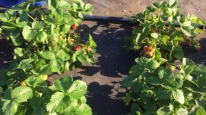 Самая ароматная клубника «Ания» !