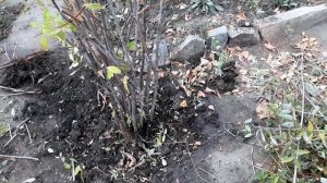 Размножаю-пересаживаю.Разделила куст спиреи. Лучше бы я этого не делала!