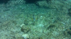 Агрессивная рыба (рыба-хирург). Красное море. Шарм Эль-Шейх. 4K