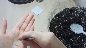 Посадка семян Пахиподиум Ламера/Купила в Мегастрое/