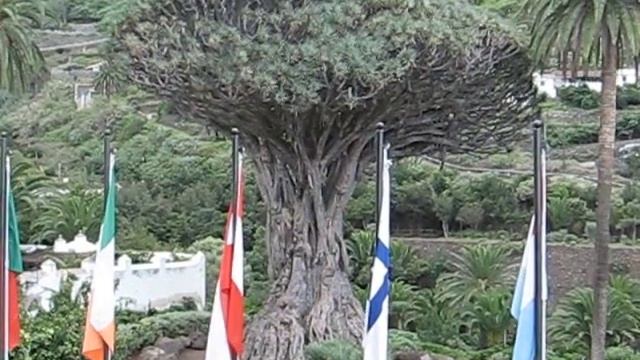 Spain Travel: Tenerife - Icod de los Vinos - Dragon Tree смотреть онлайн