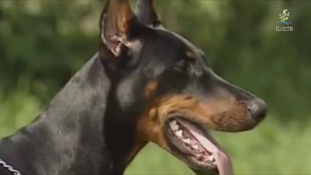 Самые красивые породы собак в мире. смотреть онлайн