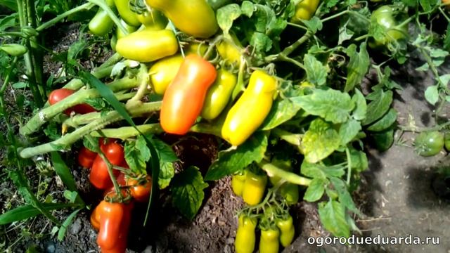 Показываю плоды у сорта томата "Дрова" смотреть онлайн