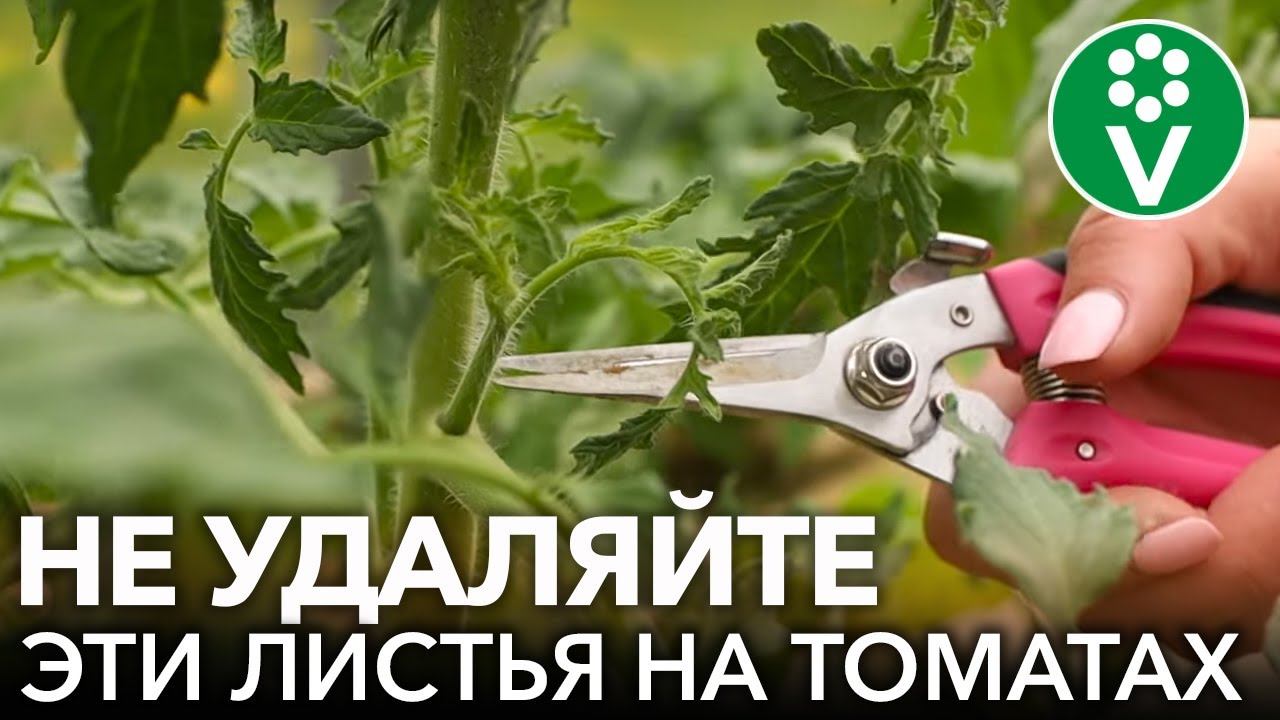 НЕ ТРОГАЙТЕ ЭТИ ЛИСТЬЯ У ТОМАТОВ! Какие листья необходимо обязательно удалить, а какие оставить смотреть онлайн