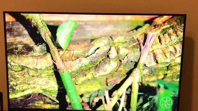 LG 27ML600 27' 1ms 75hz Monitör смотреть онлайн