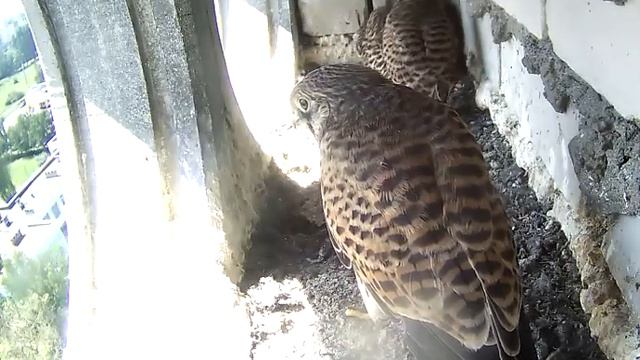 Кормёжка - 1 - 12 июня 2020 смотреть онлайн