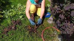 НЕ ПЕРЕСАЖИВАЙТЕ ПИОН, ПОКА НЕ ПОСМОТРИТЕ ЭТО ВИДЕО! / Садовый гид