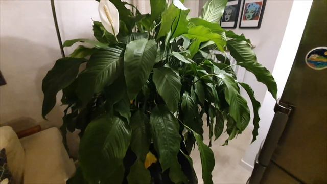 Piante d'appartamento: la posizione giusta è fondamentale! смотреть онлайн