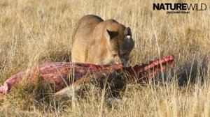 Пума поймана на камеру и ест гуанако в траве: редкое наблюдение