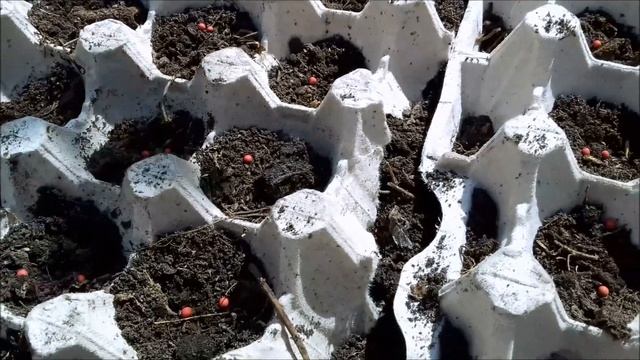 Посадка моркови. Выращиваем морковь в ячейках!!!БЕЗ ХЛОПОТ смотреть онлайн