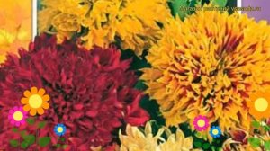 Гайлардия Лоренциана (Смесь окрасок). Краткий обзор, описание характеристик, где купить семена