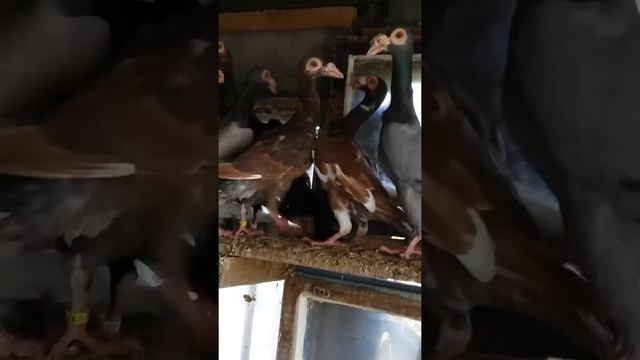 Продам голубей породы карьеры смотреть онлайн