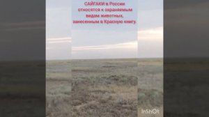 САЙГАКИ