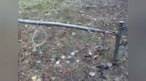 Как сделать ловушку на фазана!?  ∆Легко и просто.!