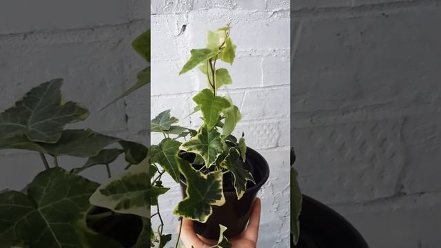 Плющ или хедера