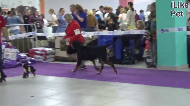 Большой швейцарский зенненхунд на ilikepet. Особенности породы, уход смотреть онлайн