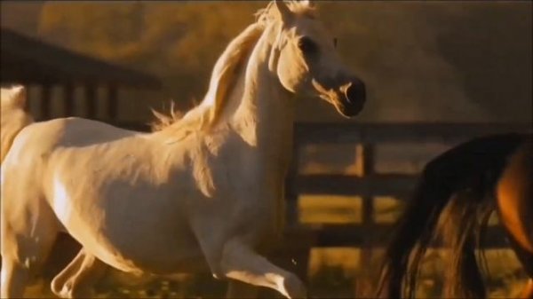 цыганская песня дочь любимая моя ❤ зор бах тэ явэл цените друг друга всегда ❤?