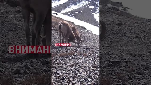 Битва горных козлов в "Чарыне" попала на фотоловушку смотреть онлайн