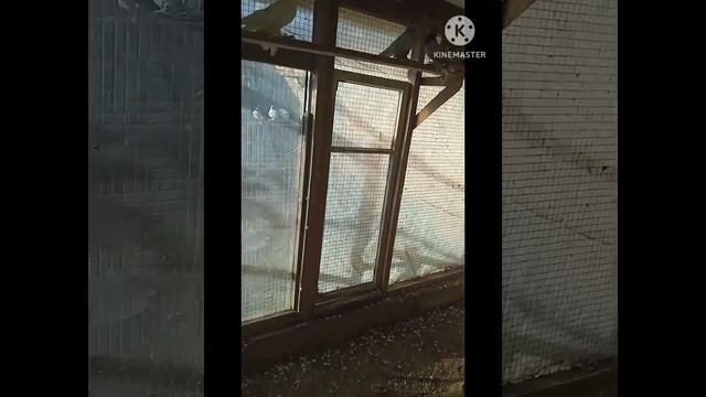 Узбекистанские голуби разных видов смотреть онлайн