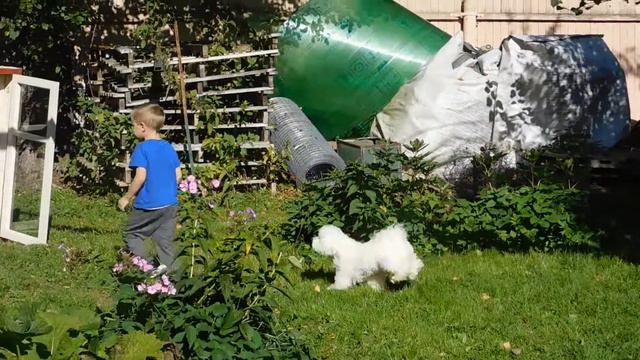 АМ Ястрэмс Бишон Фризе Фаня и Арамис смотреть онлайн