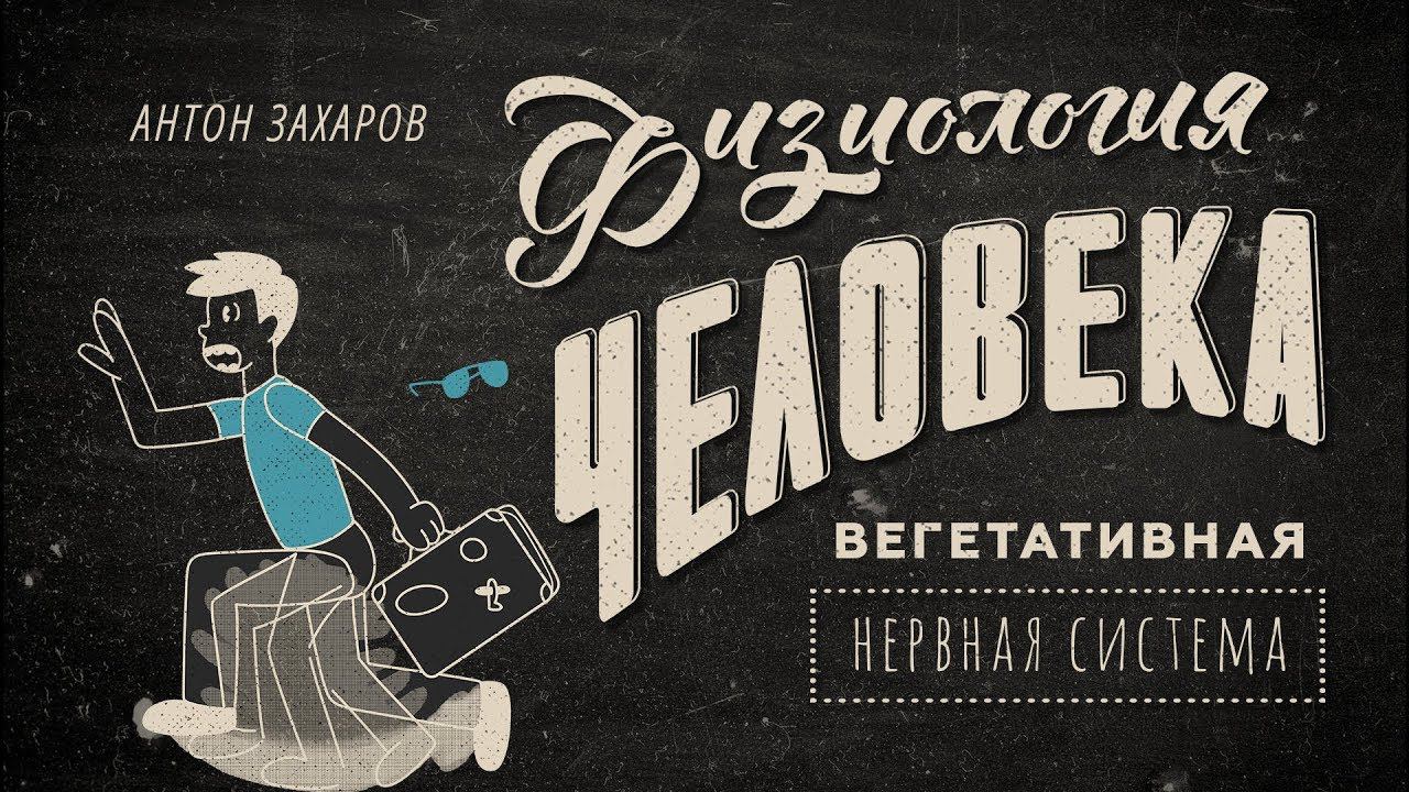 5. Вегетативная нервная система. Физиология человека - 8 класс смотреть онлайн