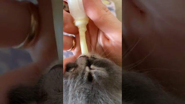 Кормление котёнка с пипетки смотреть онлайн