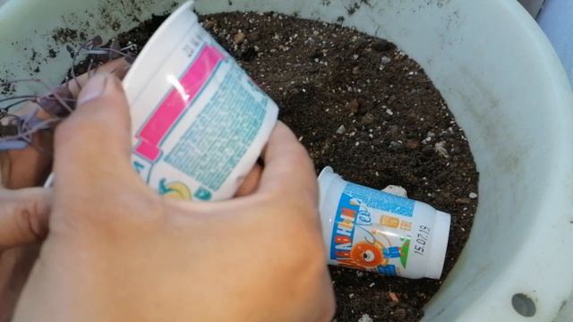 ?Комнатные цветы.?Пересадка кактусят.?Маммилярии.? смотреть онлайн