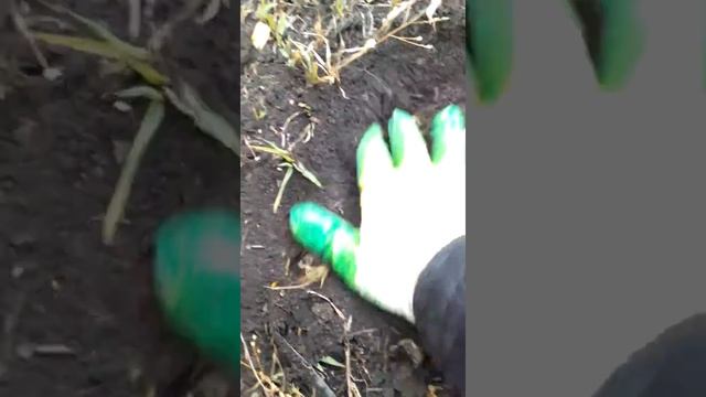 Подтопольники или как нас обучали в саперных войсках! смотреть онлайн