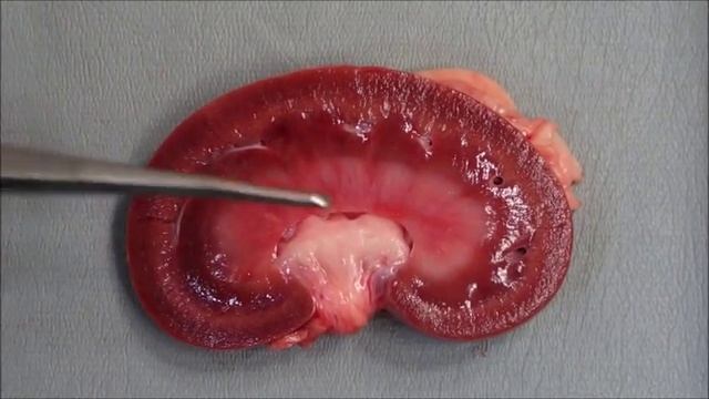 Почки собаки смотреть онлайн