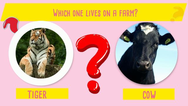 Animals Quiz